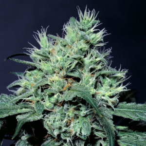 Dutch Dragon od Paradise Seeds nasiona marihuany