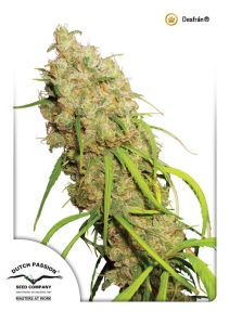 Desfrán ® od Dutch Passion nasiona marihuany