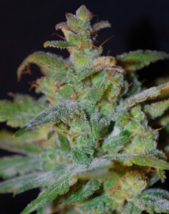 Auto AK od Female Seeds nasiona marihuany