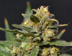 Auto Northern od CBD Seeds nasiona marihuany