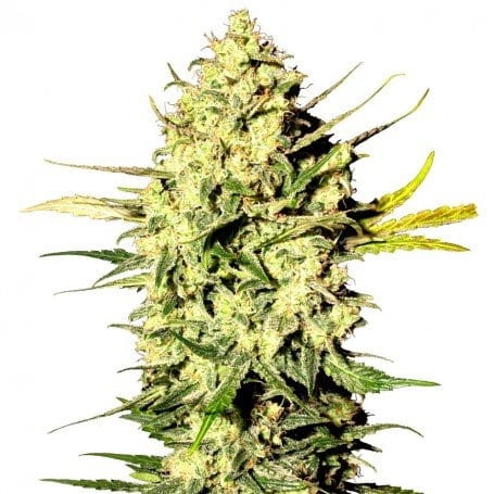 Master Kush Auto