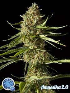 Amnesika 2.0 od Philosopher Seeds nasiona marihuany