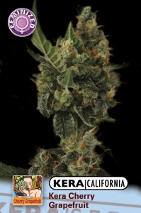 Cherry Grapefruit od Kera Seeds nasiona marihuany
