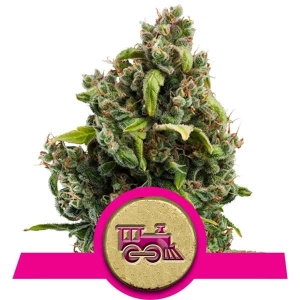 Candy Kush Express (Fast Flowering) od Royal Queen Seeds nasiona marihuany