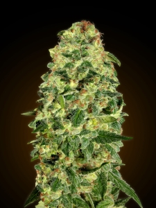 Auto California Kush od 00 Seeds Bank nasiona marihuany
