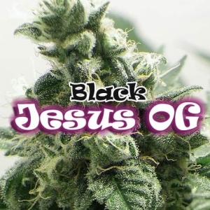 Black Jesus OG od Dr Underground nasiona marihuany