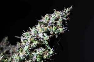 Icer od R-Kiem Seeds nasiona marihuany