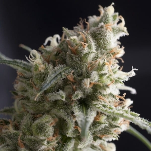 Lennon od Pyramid Seeds nasiona marihuany