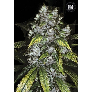 Good Wild Shark od Bulk Seed Bank nasiona marihuany