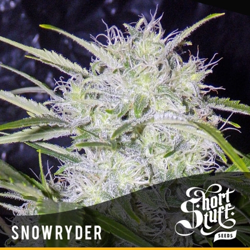 Auto Snowryder