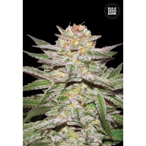 Auto Caramel King od Bulk Seed Bank nasiona marihuany