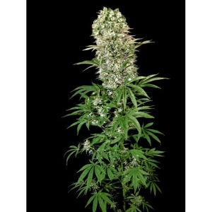 Medical VIP od Vip Seeds nasiona marihuany