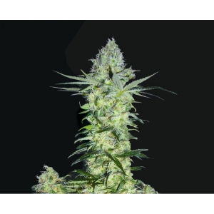 Goddess Kali od Biohazard Seeds nasiona marihuany