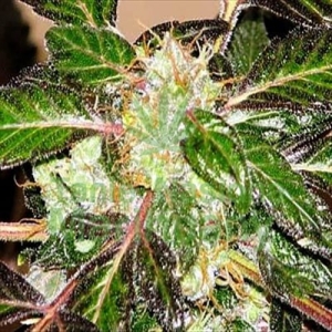 Indica XXL od Sagarmatha nasiona marihuany
