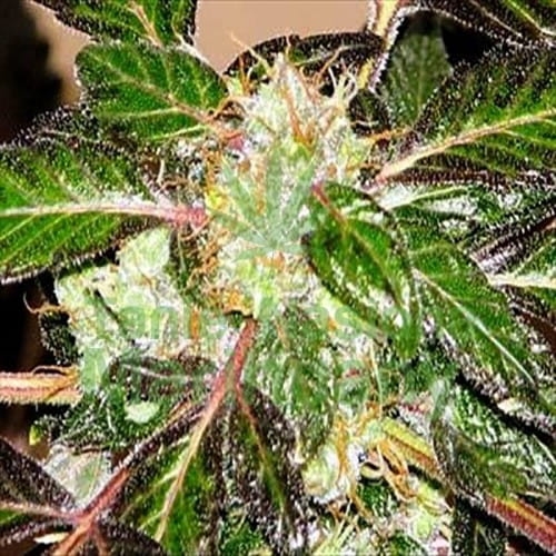 Indica XXL