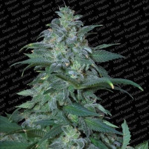 Magic Bud od Paradise Seeds nasiona marihuany