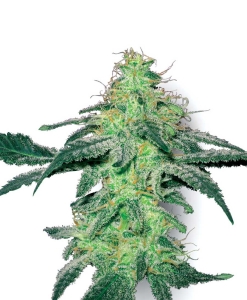 White Skunk od White Label nasiona marihuany