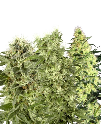 Female Mix
