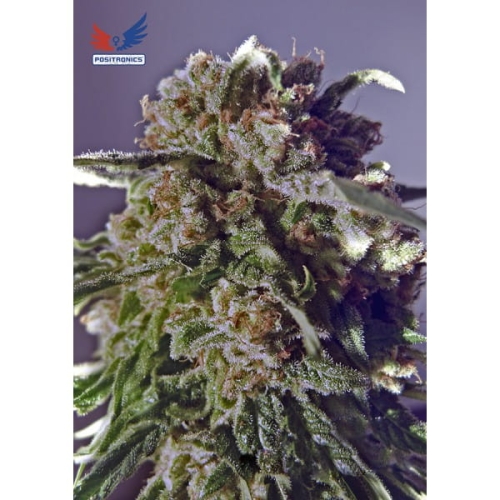 CBD + Black Widow