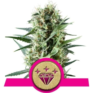 Special Kush 1  od Royal Queen Seeds nasiona marihuany