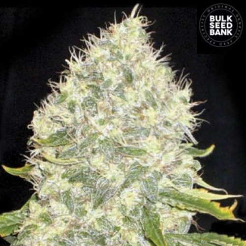 White Widow