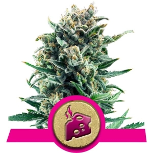 Blue Cheese  od Royal Queen Seeds nasiona marihuany