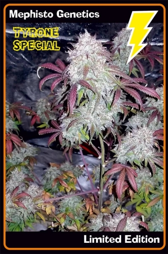 Tyrone Special Auto
