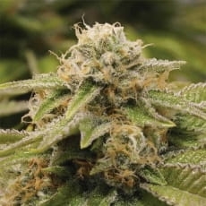 Gorilla Breath