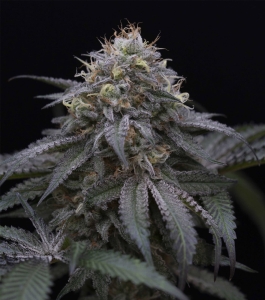 Sugar Breath od Humboldt Seeds nasiona marihuany