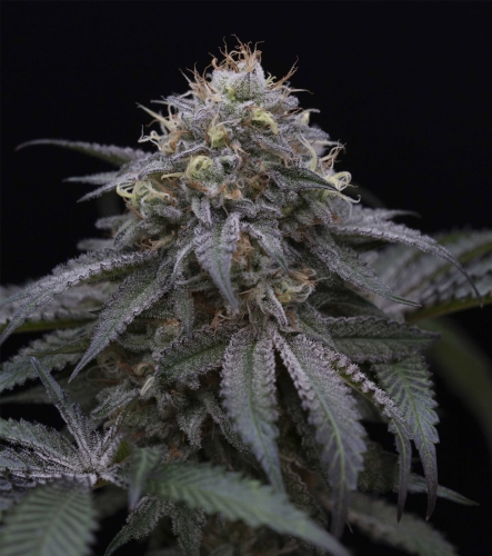 Sugar Breath
