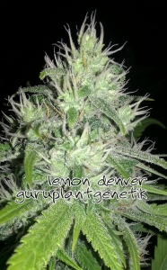 Lemon Denver od Biological Seeds nasiona marihuany