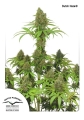 Dutch Haze