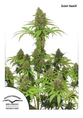 Dutch Haze