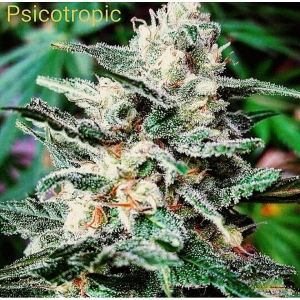 Psicotropic od Biohazard Seeds nasiona marihuany