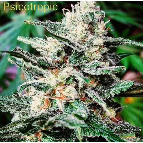 Psicotropic