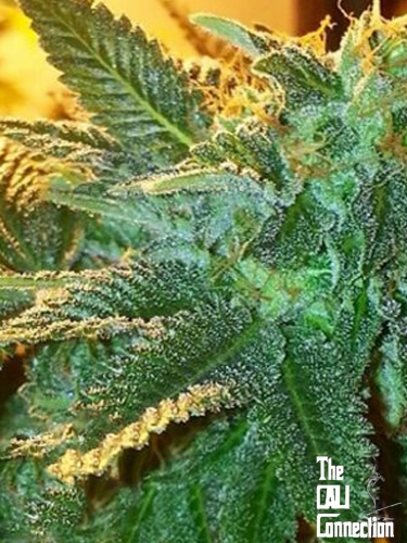 Alien OG