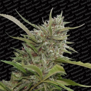 Auto WhiteBerry od Paradise Seeds nasiona marihuany