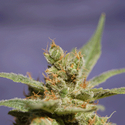 Rhode Island Skunk
