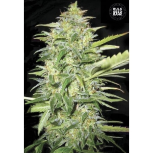 Auto Lime Skunk od Bulk Seed Bank nasiona marihuany
