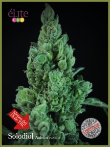 Solodiol Auto CBD od Elite Seeds nasiona marihuany