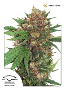 Master Kush (MasterKush) od Dutch Passion nasiona marihuany