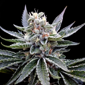 Florida Gold od Grow Your Own nasiona marihuany