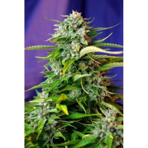 Jack 47 Auto od Sweet Seeds nasiona marihuany