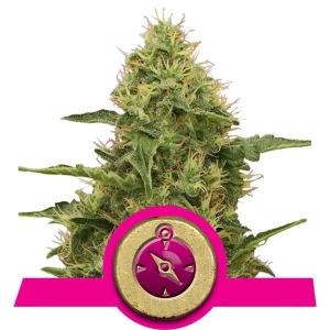 Northern Light od Royal Queen Seeds nasiona marihuany