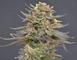 Magma od CBD Seeds nasiona marihuany