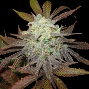 Purple LA od DNA Genetics nasiona marihuany