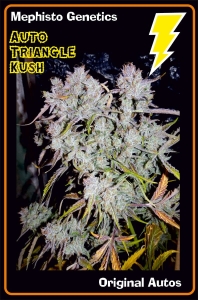 Triangle Kush Auto od Mephisto Genetics nasiona marihuany