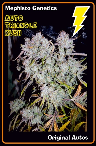 Triangle Kush Auto