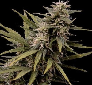 Nemesis od Seedsman nasiona marihuany