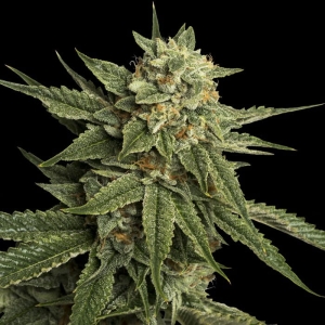 Holy Grail Kush od DNA Genetics nasiona marihuany